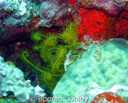 Golden crinoid seen at Cancun May 2008.  I've been diving... by Bonnie Conley 