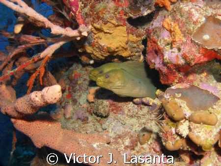  two green eels in v.j.levels dive site at parguera area by Victor J. Lasanta 