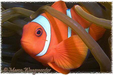 Spinecheek anemonefish male (Canon G9, Inon D2000) by Marco Waagmeester 
