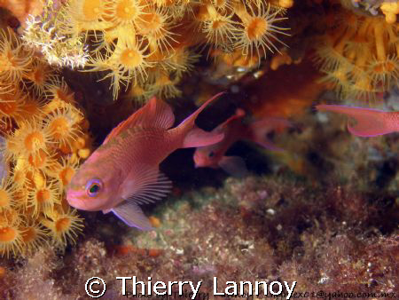 Anthias family
 by Thierry Lannoy 