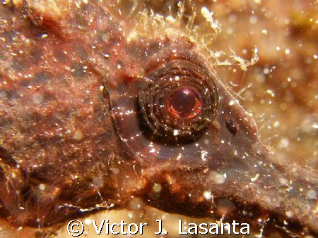 close up look to  the eyes of a longsout seahorse in cras... by Victor J. Lasanta 