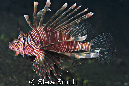 lionfish - lembeh strait. 60mm canon full frame by Stew Smith 