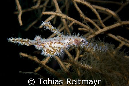 Ornate ghostpipe fish, from many shots finally one in foc... by Tobias Reitmayr 