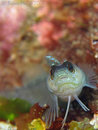 Portrait of a  Spectacled Triplefin (Ruanoho whero) perch... by Brian Mayes 