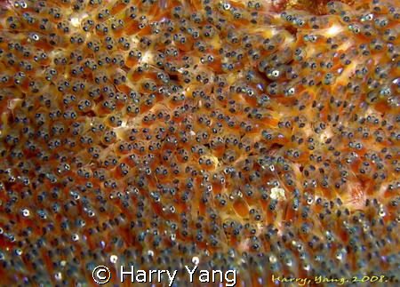 crown fish's eggs.
Casio EX - z1000
 by Harry Yang 