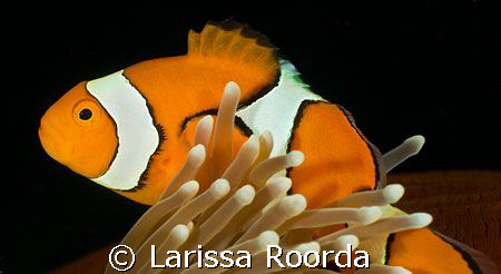 Amphiprion percula.   CLOWN ANEMONEFISH.  The real Nemo! by Larissa Roorda 