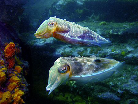 Cuttlefish pair, Bare Island by Doug Anderson 