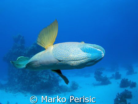 The keeper of the reef. A Napoleon Wrasse (cheilinus undu... by Marko Perisic 