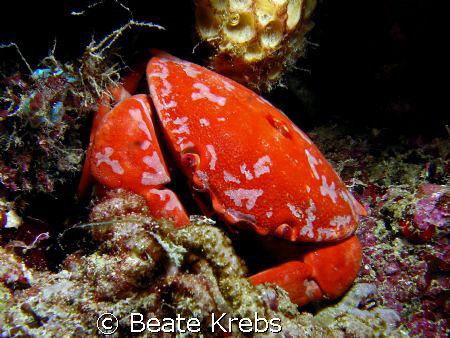 Crab taken during a night dive at "Edens Garden" , Canon ... by Beate Krebs 