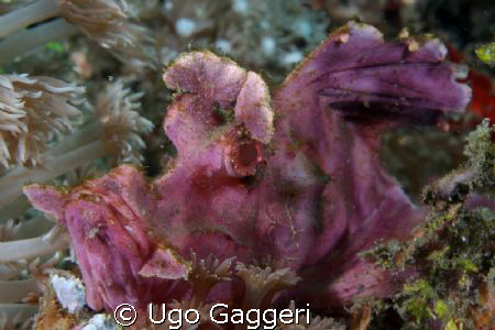 Weedy scorpionfish. Lembeh Streit. by Ugo Gaggeri 