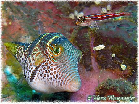 "Two Eyes" - Saddled Toby & Striped Triplefin (Canon G9, ... by Marco Waagmeester 