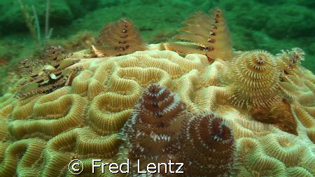 I swam right by this coral at least 5 times, after lookin... by Fred Lentz 