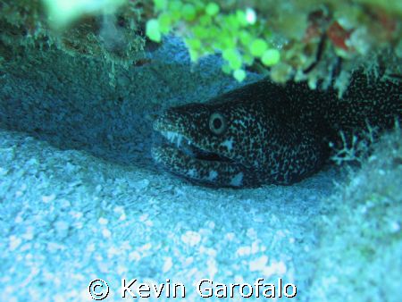 Eel under coral,  Taken with 3.2 megapixel cannon by Kevin Garofalo 