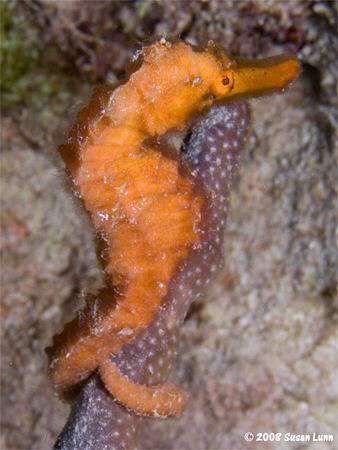 Large seahorse, Bonaire, May 2008. Canon 400D and 60mm lens. by Susan Lunn 