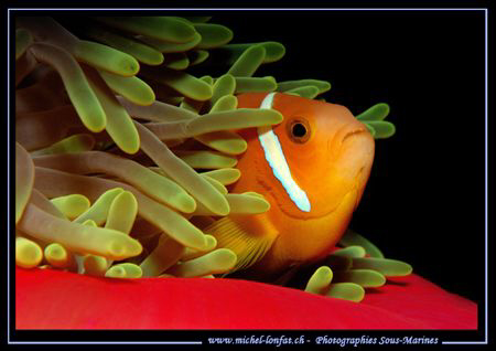 Clown Fish hidding... by Michel Lonfat 