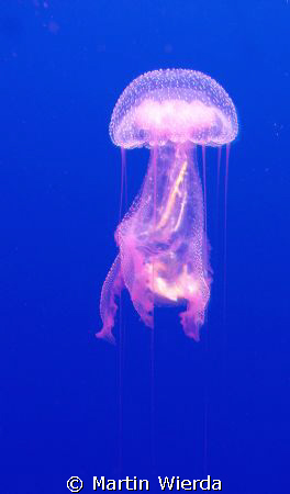 Floating Jellyfish. by Martin Wierda 