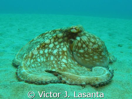 Caribbean reef octopus at crash boat dive site in Aguadil... by Victor J. Lasanta 