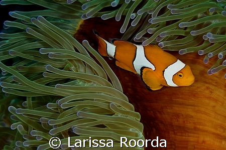 Amphiprion percula.  CLOWN ANEMONEFISH.  Another shot of ... by Larissa Roorda 