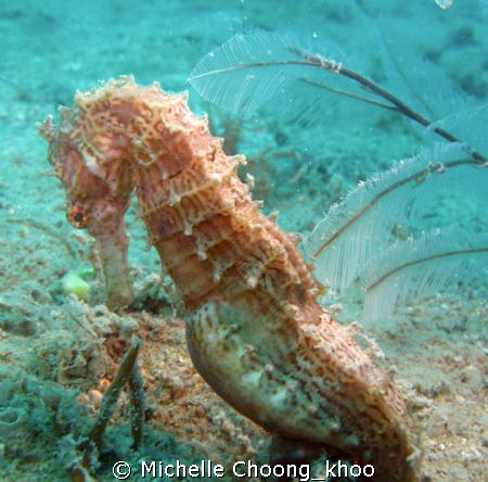 large pregnant 6 inched seahorse posing rather gracefully... by Michelle Choong_khoo 