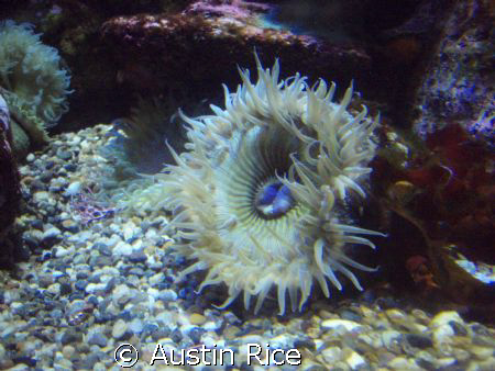 Took at the Aquarium of the Pacific. Just used the bare O... by Austin Rice 