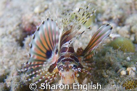 Juvie lion fish by Sharon English 