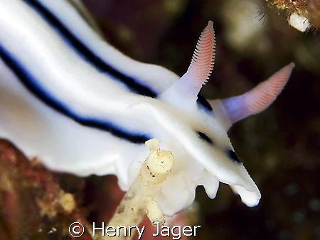 "Snack Stick" taken in the Raja Ampat, West Papua. by Henry Jager 