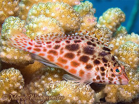 Spotted Hawkfish (Canon G9, Inon D2000w) by Marco Waagmeester 