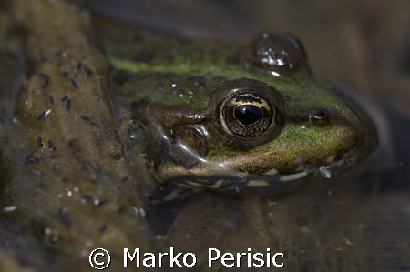 Common pond frog. Taken with Canon 40D and a 150 mm sigma... by Marko Perisic 