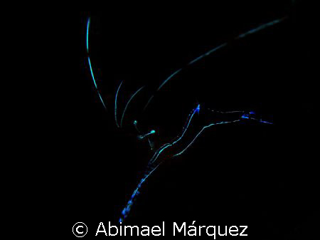 Bright Pederson Cleaner Shrimp by Abimael Márquez 