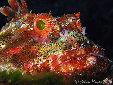 A huge Northern Scorpionfish  (Scorpaena cardinalis) fill... by Brian Mayes 