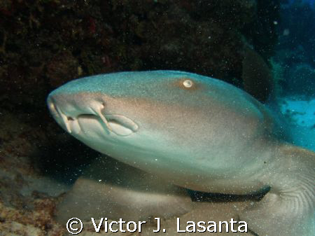  nurse shark at forest dive site in Parguera area,Puerto ... by Victor J. Lasanta 