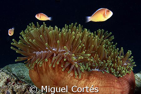 Clownfishes and anemone. by Miguel Cortés 