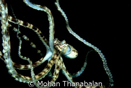 Dancer of the Deep. Mimic Octopus in mid-water. Pic taken... by Mohan Thanabalan 