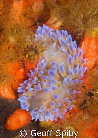 a gas flame nudibranch (Bonisa nakaza) wallowing amongst ... by Geoff Spiby 