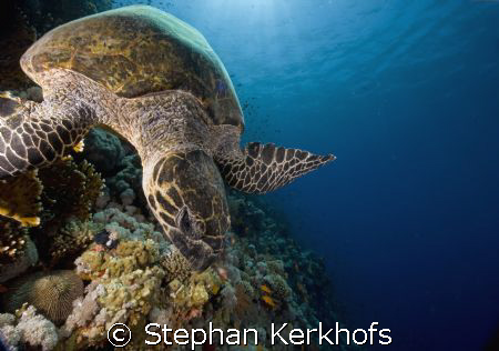 hawksbill turtle (eretmochelys imbricata) taken at ras na... by Stephan Kerkhofs 