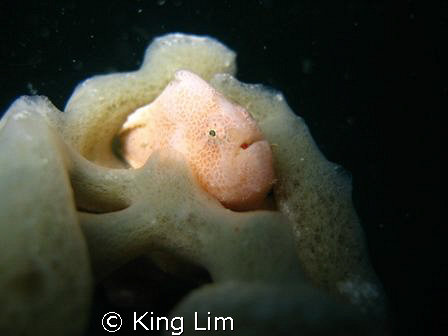 frog fish hide in sponge by King Lim 