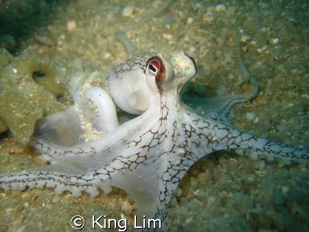 octopus by King Lim 