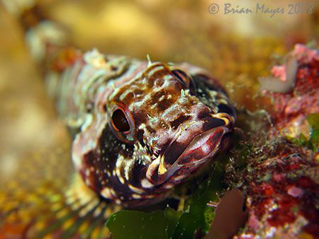 A smiling (well sort of ) Scaly-headed Triplefin (Karalep... by Brian Mayes 