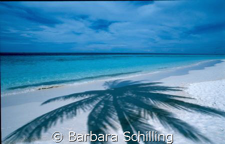 Shadow of a Palm Tree by Barbara Schilling 