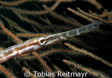 Trumpet fish portrait, Bida Nai, Phi Phi Islands, Canon P... by Tobias Reitmayr 