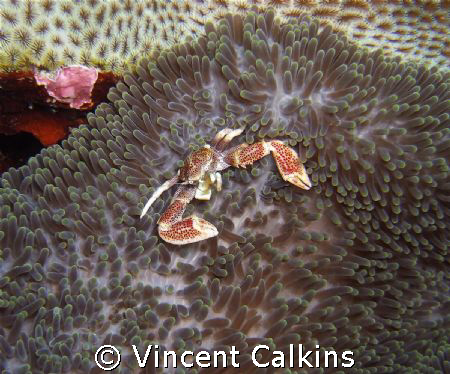 Oshimaʻs Porcelain Crab!  Shot with my Fuji E900 with Ike... by Vincent Calkins 