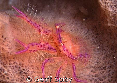 sponge crab by Geoff Spiby 