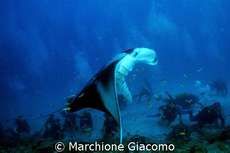 Big manta and scubas under the its wings
Maldives 2007
... by Marchione Giacomo 