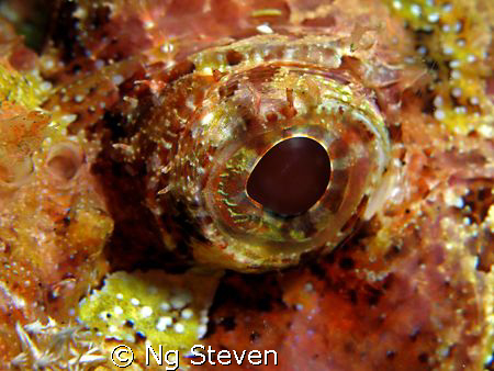 Eye of the Scorpion - Canon A640, Full Frame, Inon Z240, ... by Ng Steven 