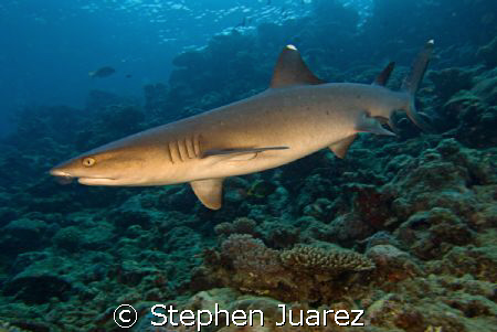 Maui has great diving! Shot this White Tip Shark in my ba... by Stephen Juarez 