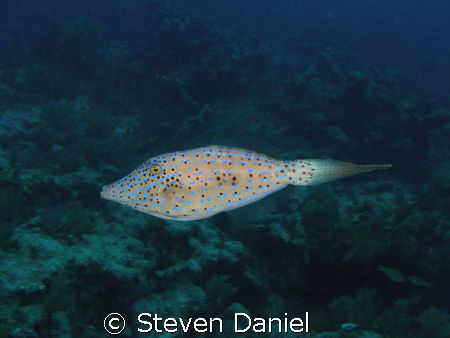 Scrawled Filefish French Reef in The Florida Keys Marine ... by Steven Daniel 