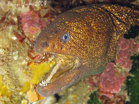 A mean looking Speckled Moray (Gymnothorax obesus) with w... by Brian Mayes 