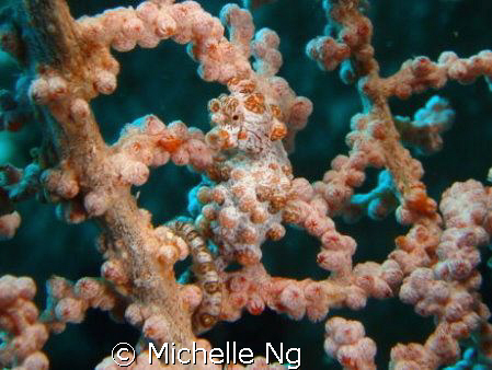 my first pygmy seahorse encounter, i was very very excite... by Michelle Ng 