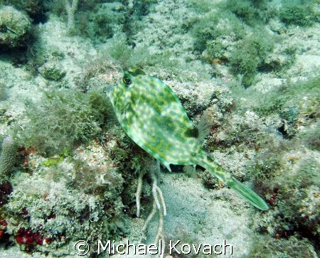 Cow fish on the inside reef at Lauderdale by the Sea by Michael Kovach 