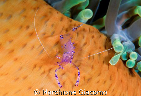 Shrimp  and anemone
Walea 2007-Indonesia
 D200 Nikon ,1... by Marchione Giacomo 
